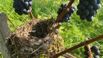 Reben im Seeburgpark
