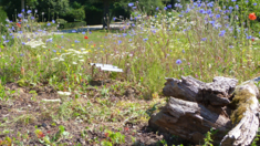 Flachdachbegrünung aus Merkblatt