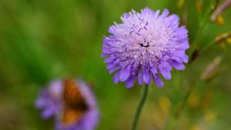 Witwenblume Martin Koradi (1)