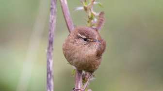 Zaunkönig - (c) Michael Gerber