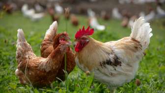 Besuch auf dem Bauernhof