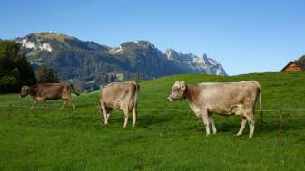 Besuch auf dem Bauernhof
