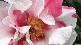 Kolumnen und Blogs schreiben mit Michèle Binswanger