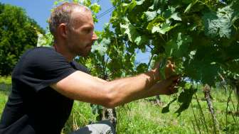 Manuelle Entlaubung