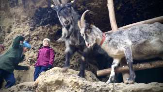 Foto Ziegen bei Höhle