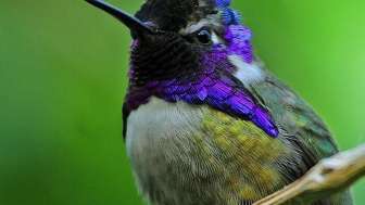 EarlyBird Morgenmusik