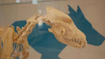 Öffentliche Führung: Mythos Wolf – Naturikone oder Erzfeind?