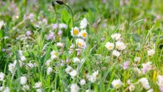 Biodiversität im Schulmuseum Thurgau, Amriswil
