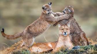 1756136267739KJ Okt25 Mrz26 630x300px S108[1]