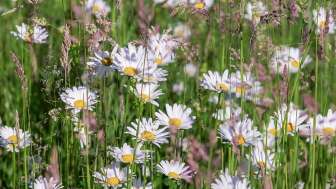 Sommer