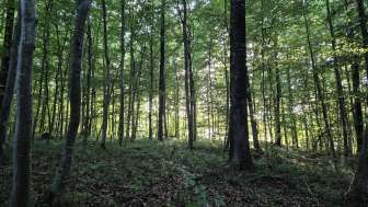 Wem gehört der Wald?