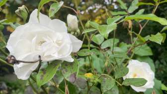 Autobiographisches Schreiben