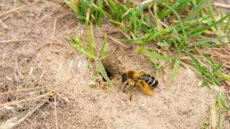 Biodiversität im Schulmuseum Thurgau, Amriswil