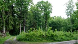 Waldfondue