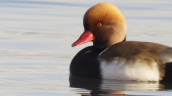 Naturerlebnis Bodensee