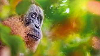 Explora präsentiert: Borneo
