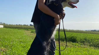 Dogrun.ch Plauschhunderennen und Hundemilitary Dogrun.ch Plauschhunderennen und Hundemilitary