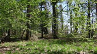Auf in den Wald! Auf in den Wald!