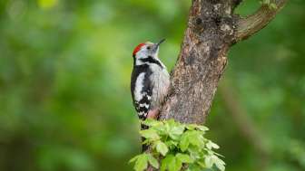 Mittelspecht - (c) Michael Gerber / Birds-online.ch