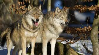 Gekommen, um zu bleiben – Wolf und Co. Gekommen, um zu bleiben – Wolf und Co.