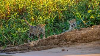 WWF-Lauf für den Jaguar und Regenwald 
