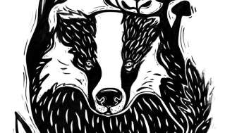 The mysterious life of the badger