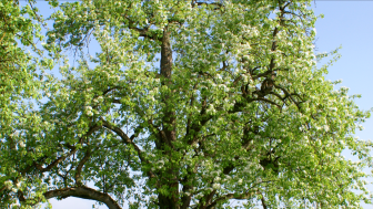 Alte Obstsorten im Seeburgpark Alte Obstsorten im Seeburgpark