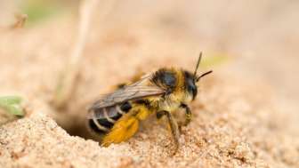 Biodiversität im Schulmuseum Thurgau, Amriswil