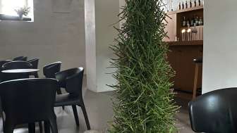 Tanne aus Föhrennadeln