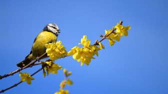 Erstfrühling