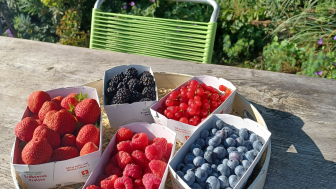 Wieland Beeren und Glacé