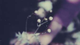 Simone Kappeler Spinne in Straussblütiger Margerite III, Gräte, 2020, Polaroid