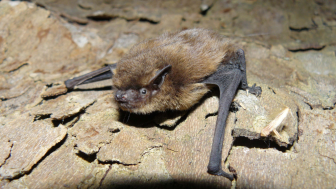 Mueckenfledermaus allein WDBurkhard