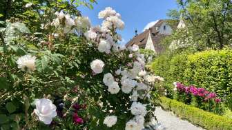 05 Rosen Mitte Mai Kartause Ittingen Thurgau Bodensee (5)