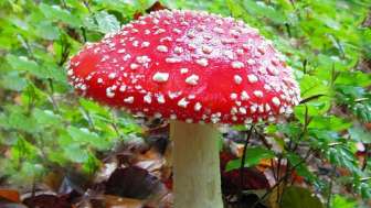 Wundersame Welt der Pilze Wundersame Welt der Pilze