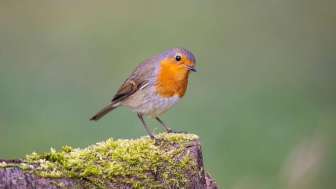 Rotkehlchen - (c) Michael Gerber / Birds-online.ch