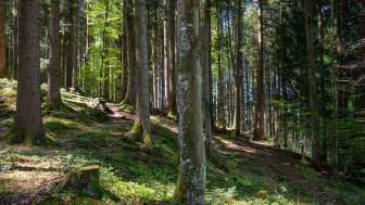 260603 Waldvernässung durch Mensch oder Biber Cecilia Korda
