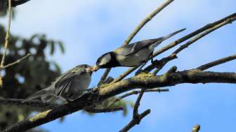 Kohlmeisen - (c) Jmerio Pianari