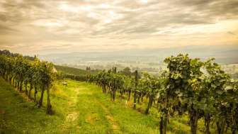 Kunst & Wein am Iselisberg