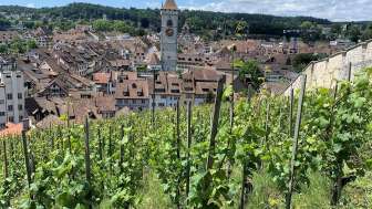 Stadtreben © SHLT
