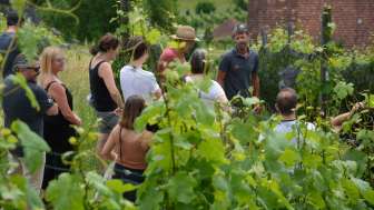 260606 Rebberge im Wandel Juana Niederastroth (1)