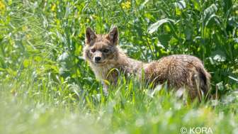 Vortragsabend: Der Goldschakal