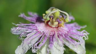 Passiflora incarnata, Garden Roggwil (1)