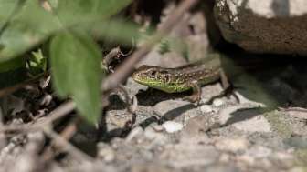 Geführter Sommerspaziergang durch eine vielfältige Kulturlandschaft