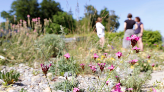 Wo Vielfalt Wurzeln schlägt