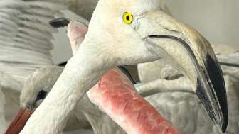 2025 12 28 schlagzeilentiere