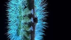 Kindershow: Die Superkräfte der Insekten