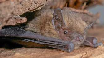 Mückenfledermaus; (C) Stiftung Fledermausschutz