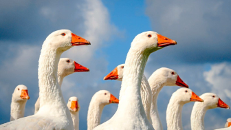 Martini Gans 2021