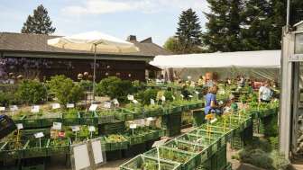 Setzlingsmarkt2023 0053